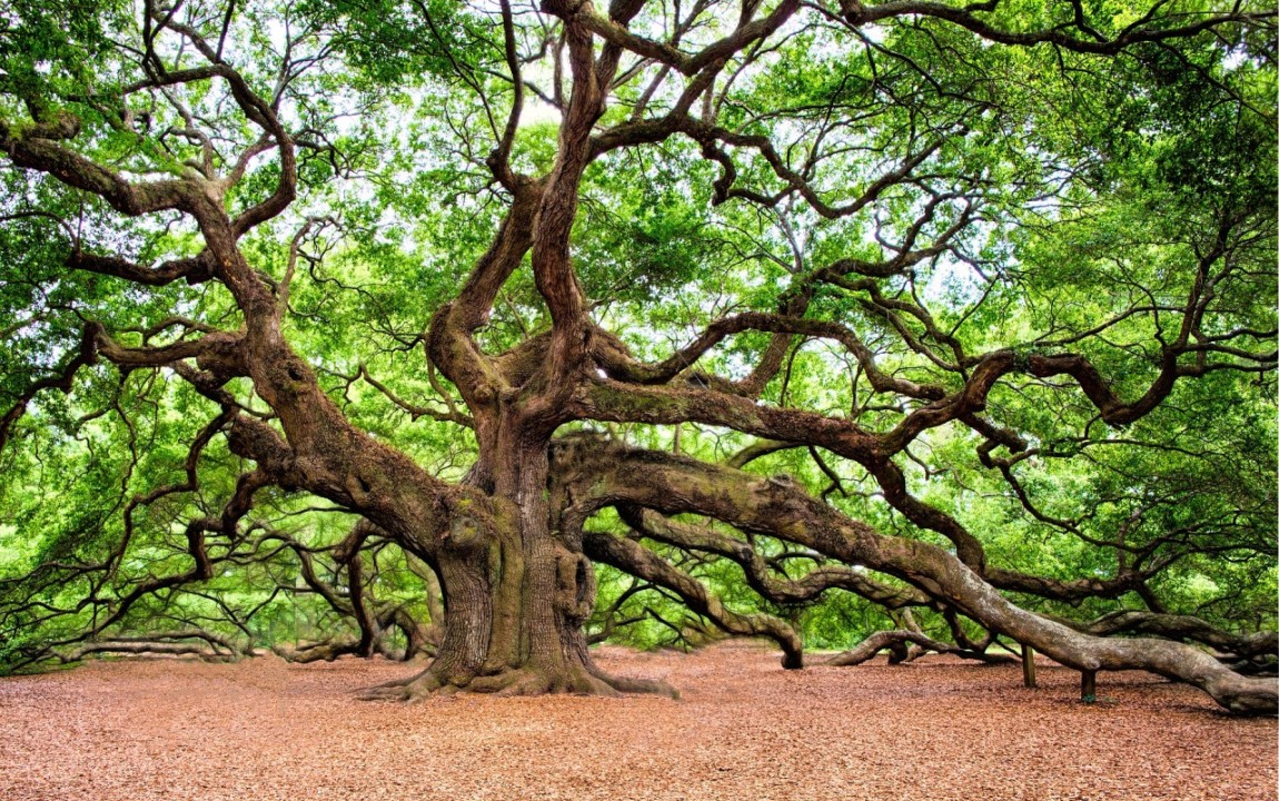 Angel Oak