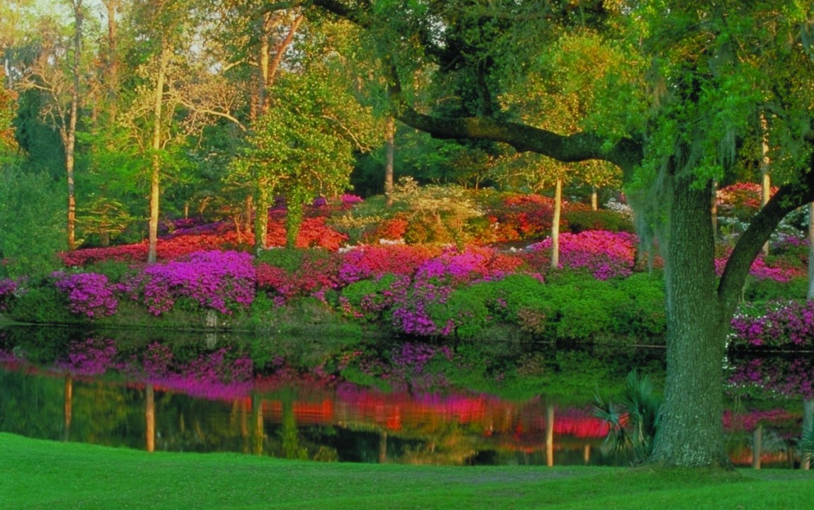 Middleton Place Azaleas